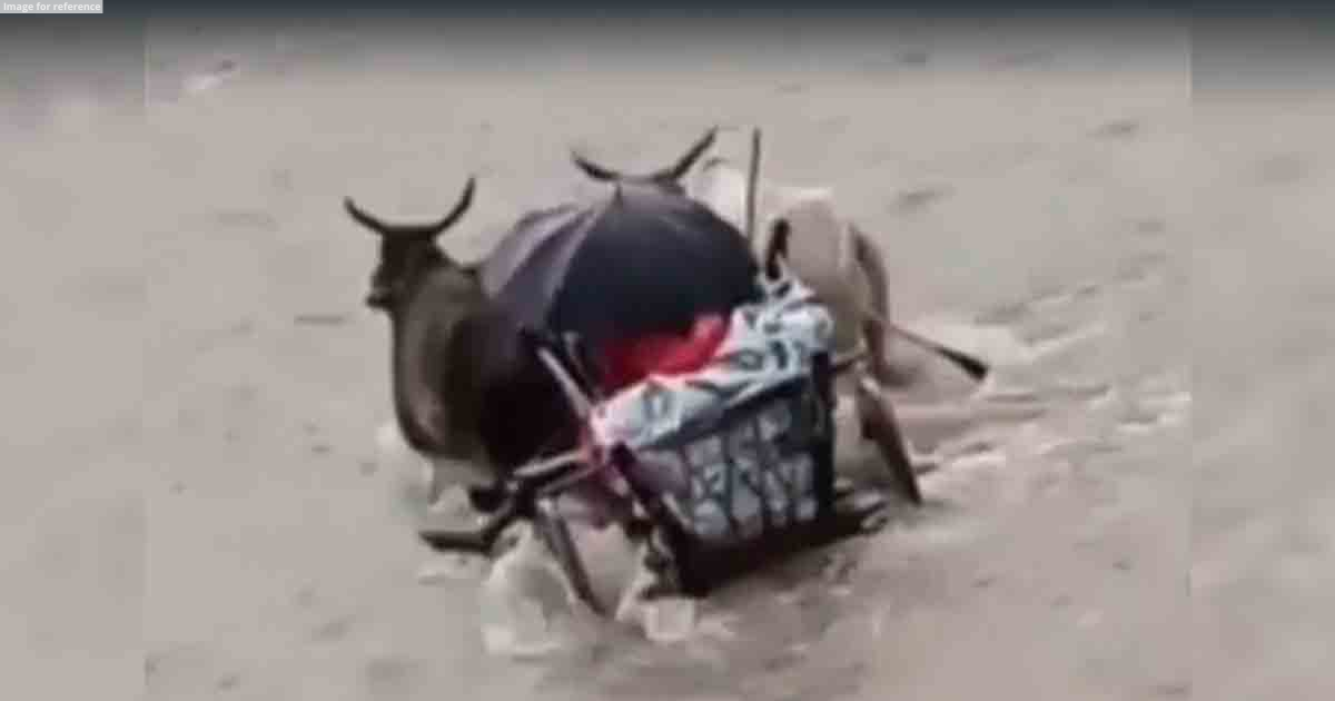MP: Man crosses river on bullock cart to take ailing wife to hospital